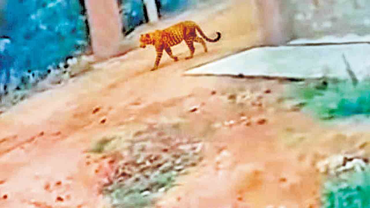 తెలంగాణ – ఏపీ సరిహద్దుల్లో పెద్దపులి సంచారం