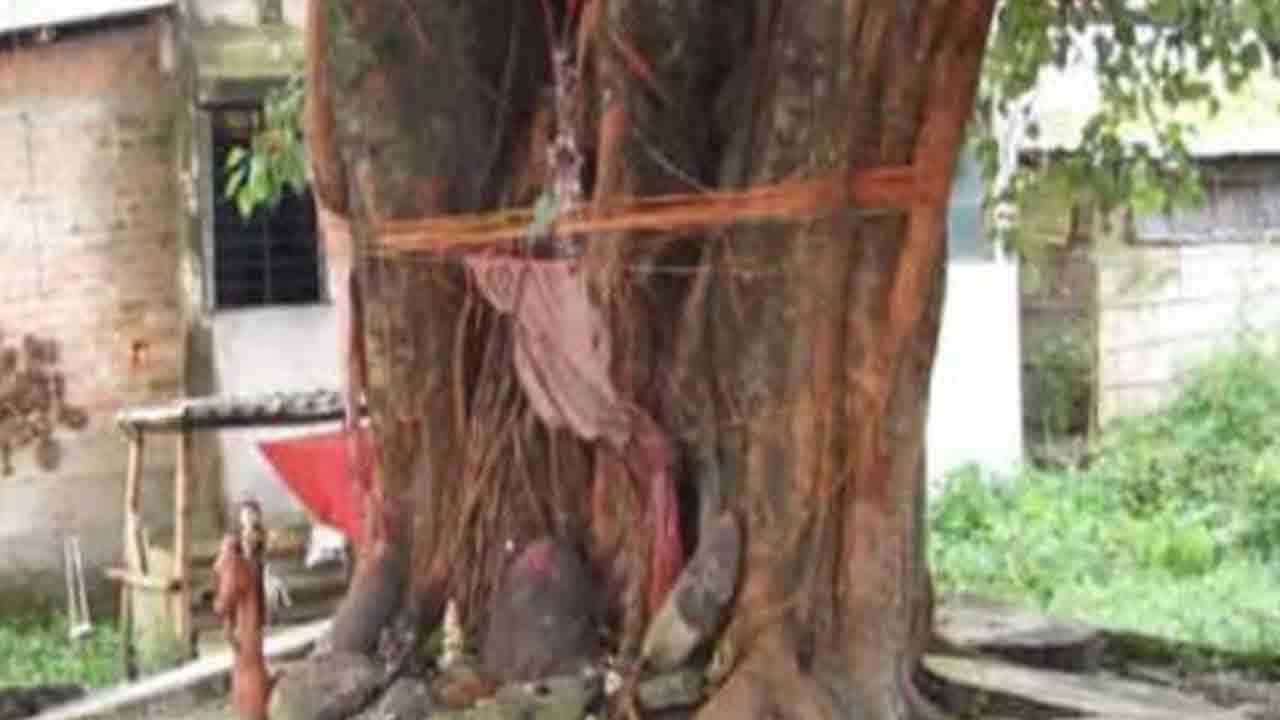 మాకు ఇలాంటి భార్యలు వద్దు.. రావిచెట్టుకు భార్య బాధిత భర్తల పూజలు