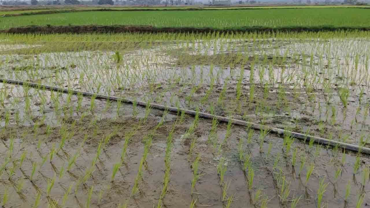 రెండెకరాలతో సరి.. భరోసా ఏది మరి?