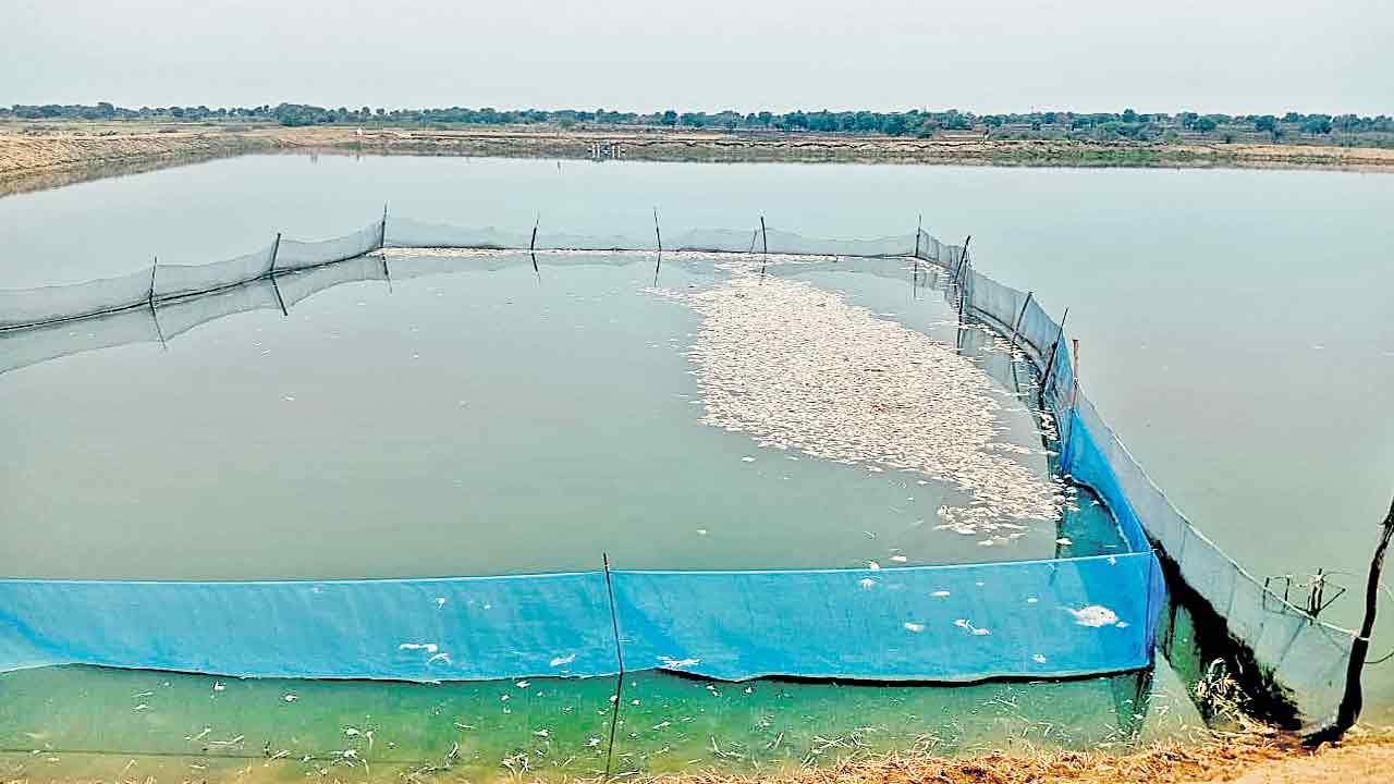 Singur Lands | చెరపట్టిన భూముల్లో చేపల చెరువు.. సింగూరు ముంపులో మంత్రి గణం భూదాహం