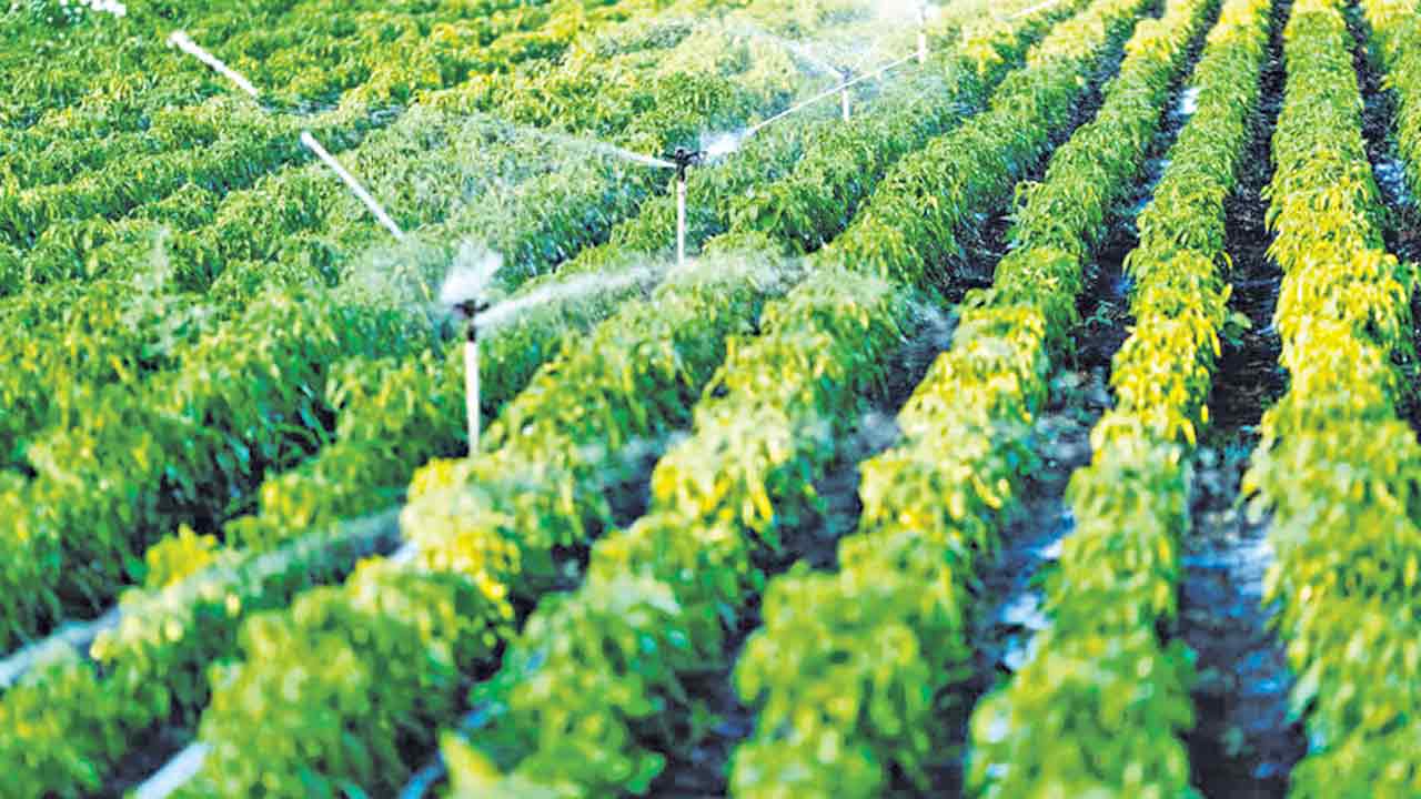 డ్రిప్‌ ఇరిగేషన్‌ సబ్సిడీలో కోతరాష్ట్ర ప్రభుత్వ వాటా తగ్గింపు