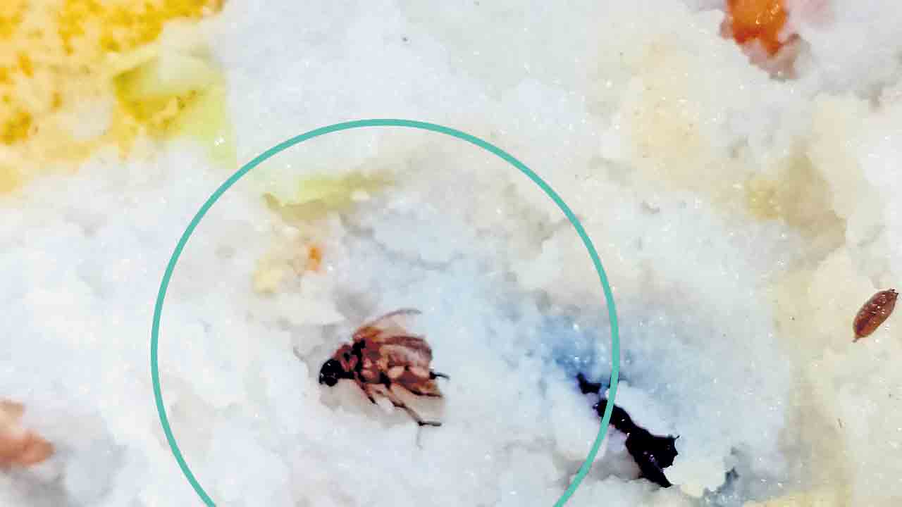 కేయూలో పురుగుల ఉప్మా