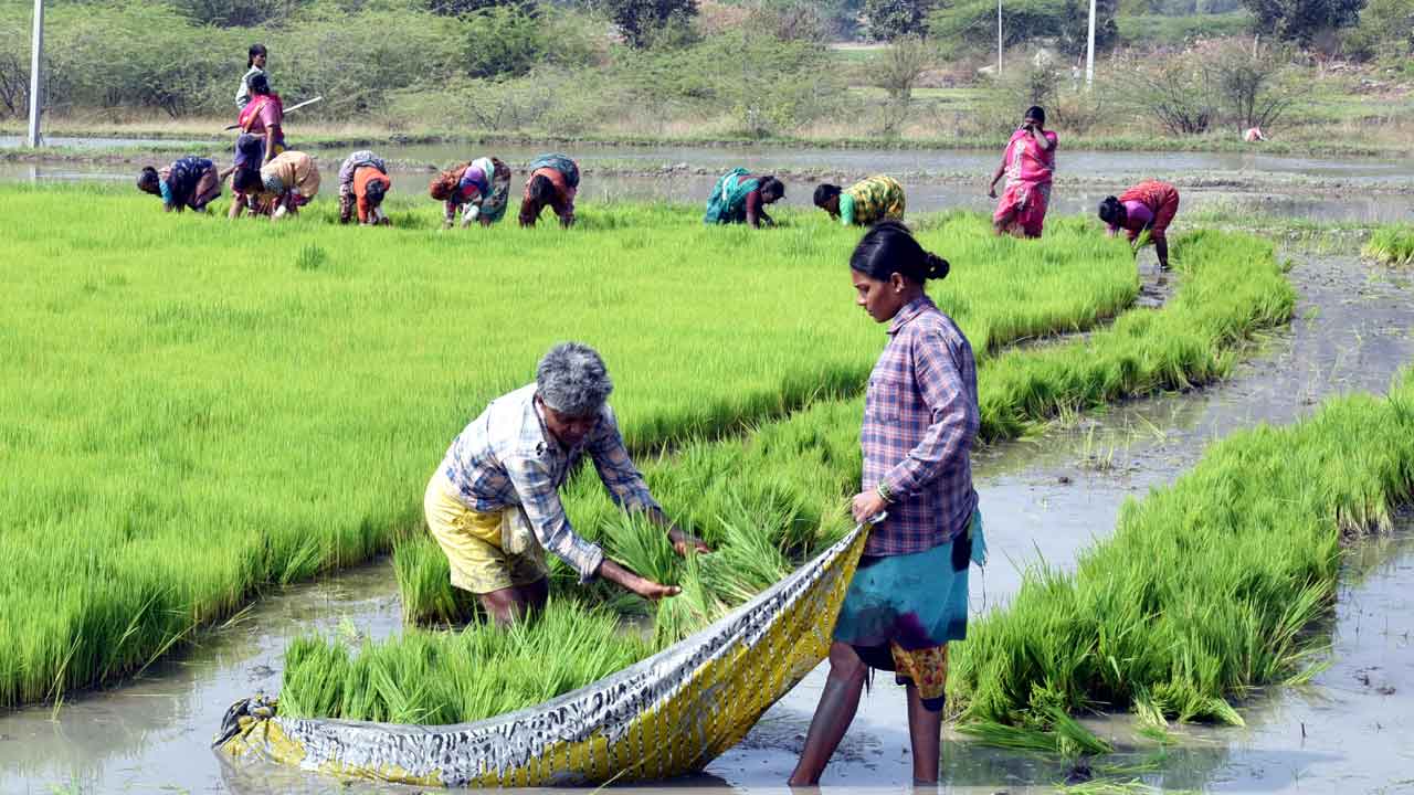 వరిసాగు పై నిబంధనలు