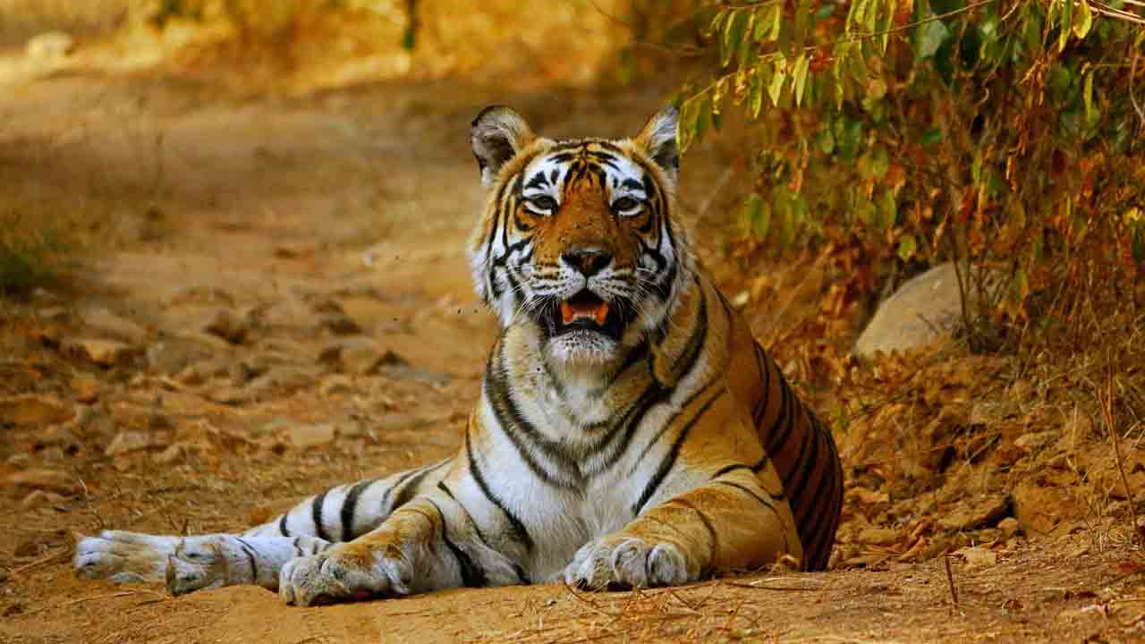 Amrabad Tiger Reserve | అమ్రాబాద్‌ అడవిలో ఆడ పులులదే రాజ్యం..! 36 నుంచి 42కి పెరిగిన పులుల సంఖ్య