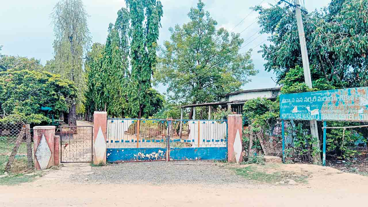ఉద్యానవన  పంటలపై పట్టింపేది