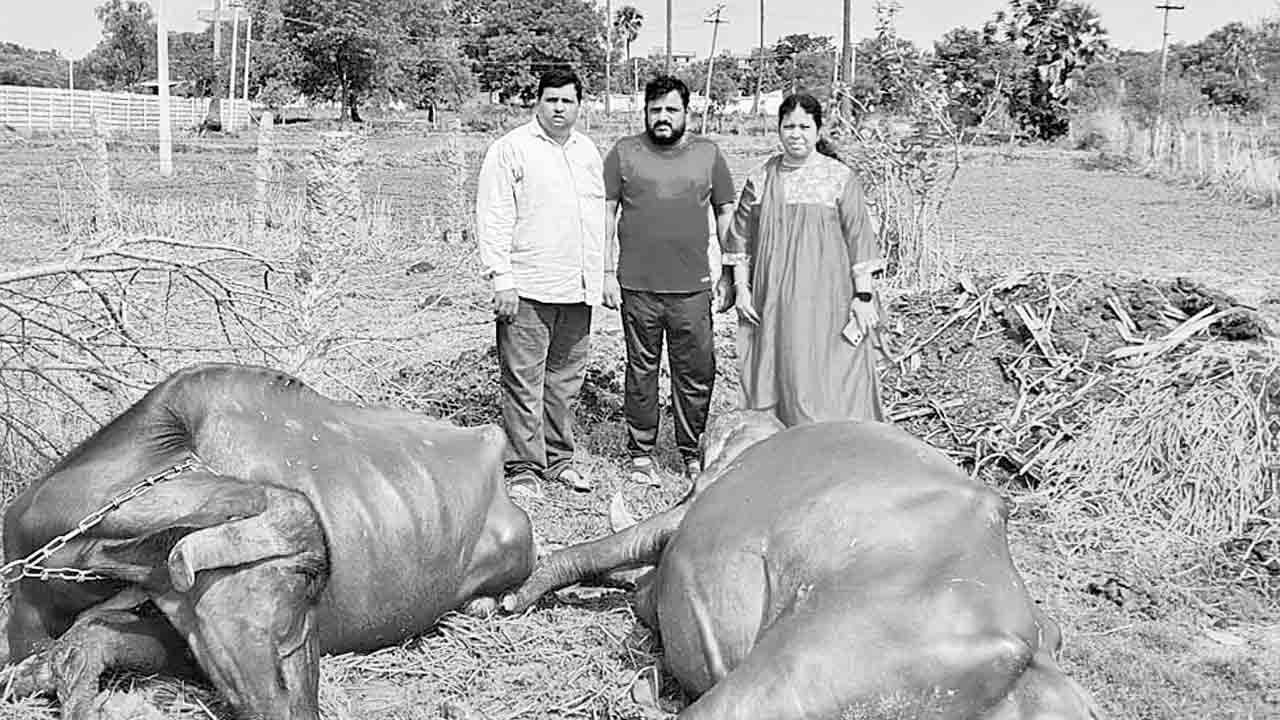గాలివాన బీభత్సానికి తెగిపడిన విద్యుత్‌ తీగలు