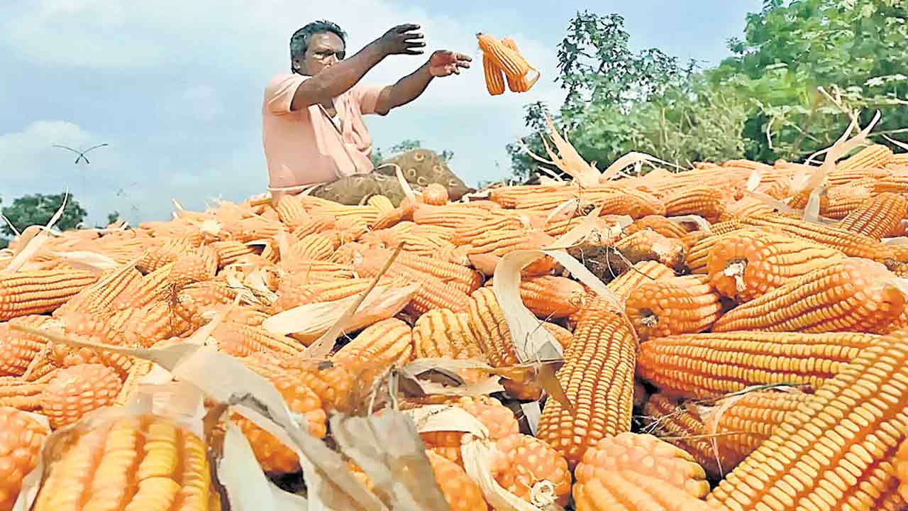 మళ్లీ మక్కల టెండర్‌