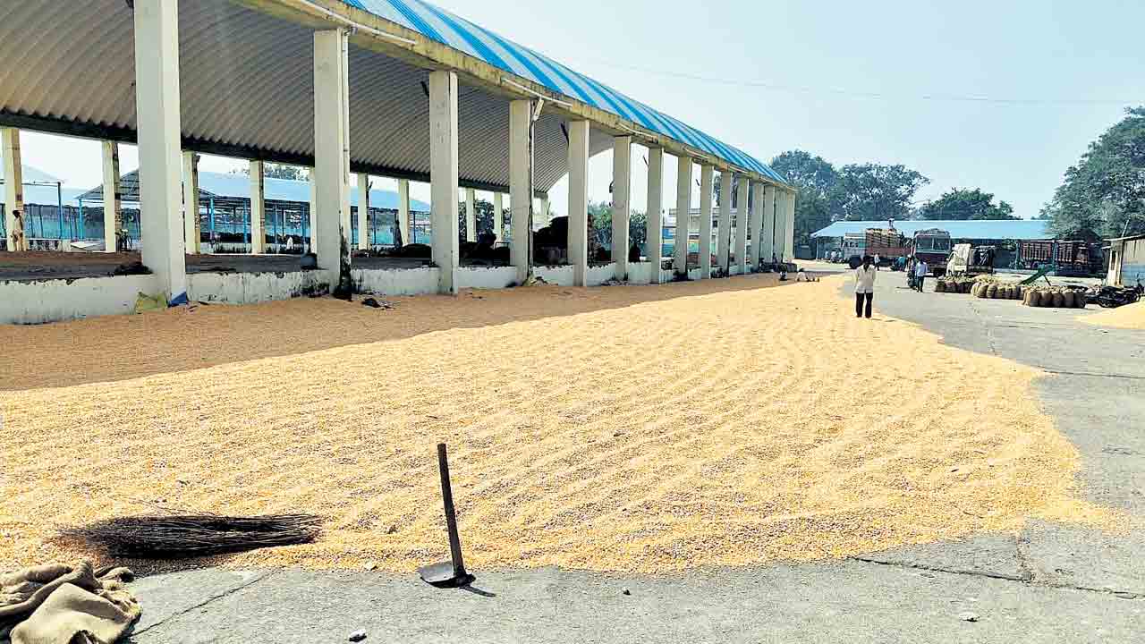 మక్క సాగుపై సందిగ్ధం