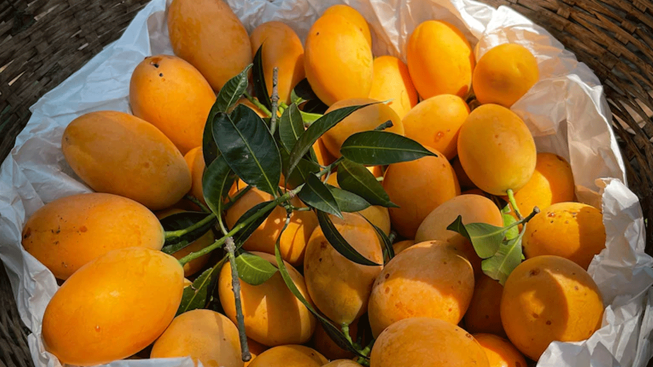 India Mangoes | జపాన్‌ బాటలోనే నేపాల్.. భారత మామిడి దిగుమతిపై నిషేధం..!