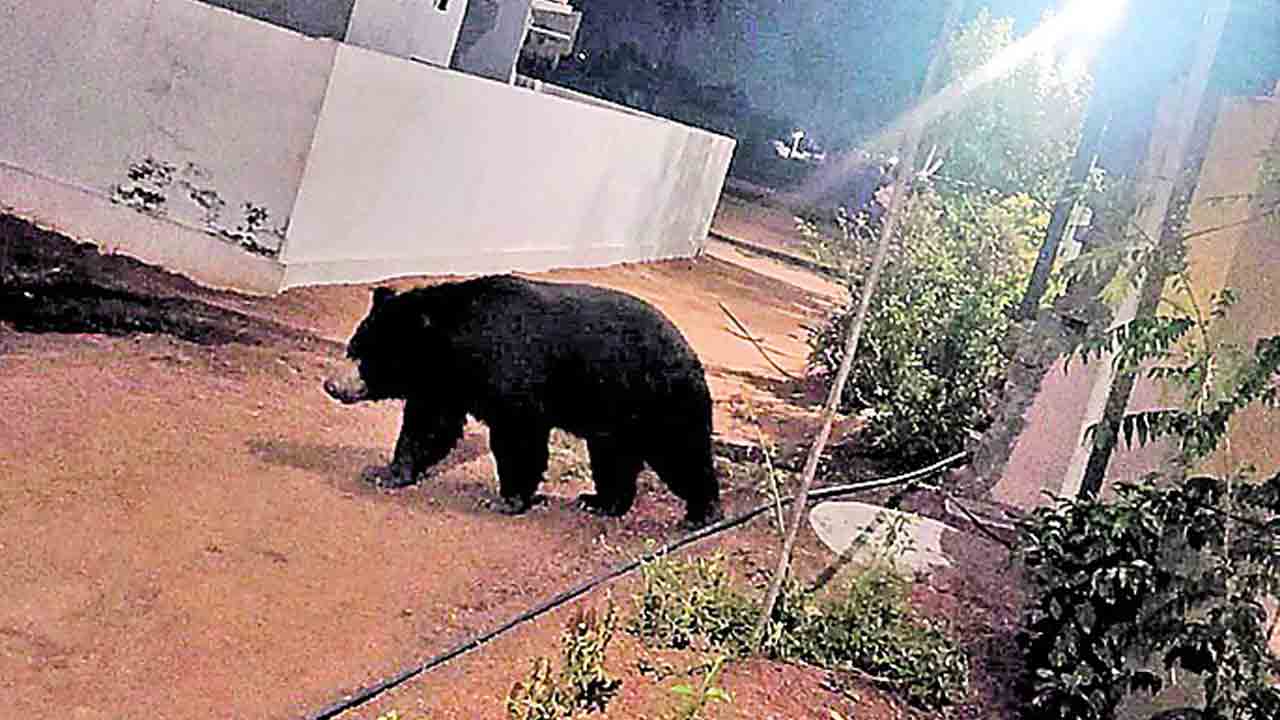 సూరారంలో ఎలుగుబంటి సంచారం