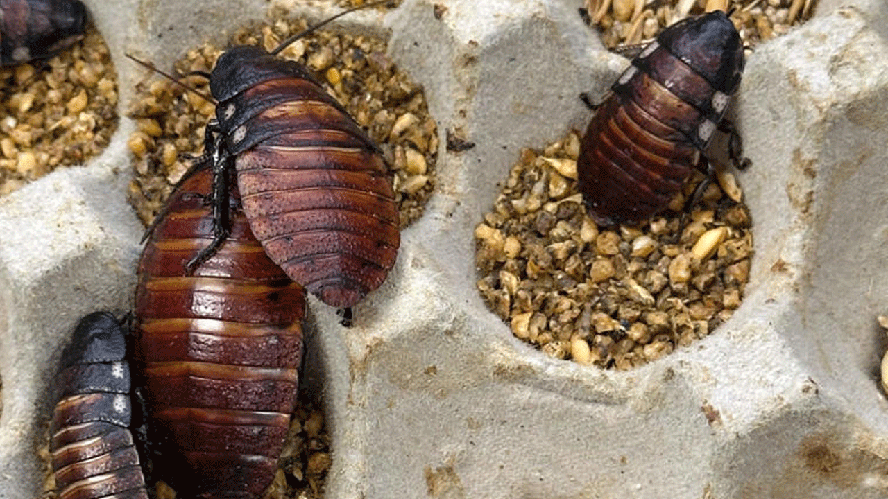 Cockroaches | ఆస్ట్రేలియాలో లక్ష బొద్ధింకలు సీజ్‌.. దేశ చరిత్రలో ఇదే పెద్ద ఆపరేషన్‌..!