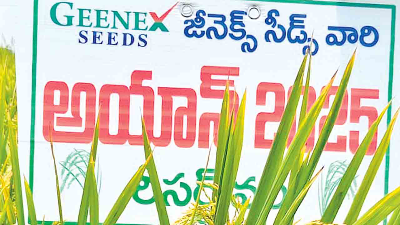 సన్నాల సాగు.. భలే బాగు