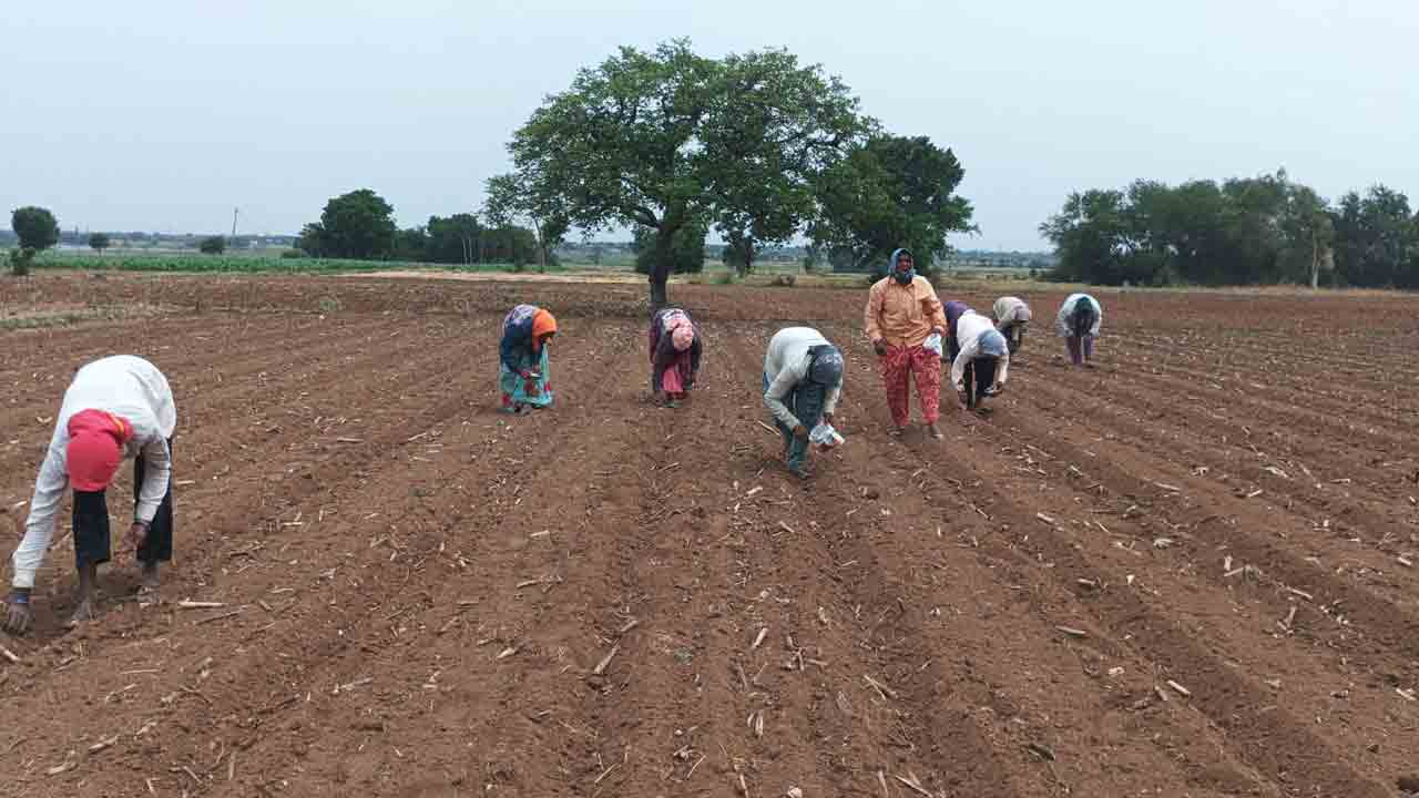 Farmers Cultivation | తొలకరి జల్లులు.. వానకాలం సాగులో రైతన్నలు