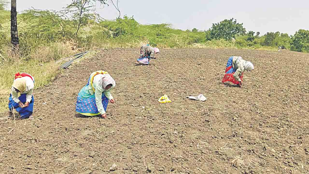 పత్తి సాగుకు ఆసక్తి
