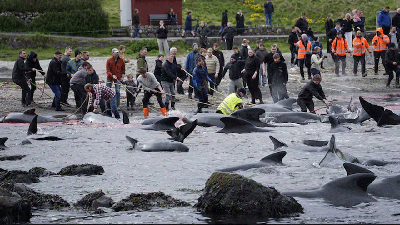 Faroe Islands | ఫారో దీవుల్లో ఘోరం.. 700 కుపైగా తిమింగళాలు, డాల్ఫిన్‌ల ఊచకోత..!
