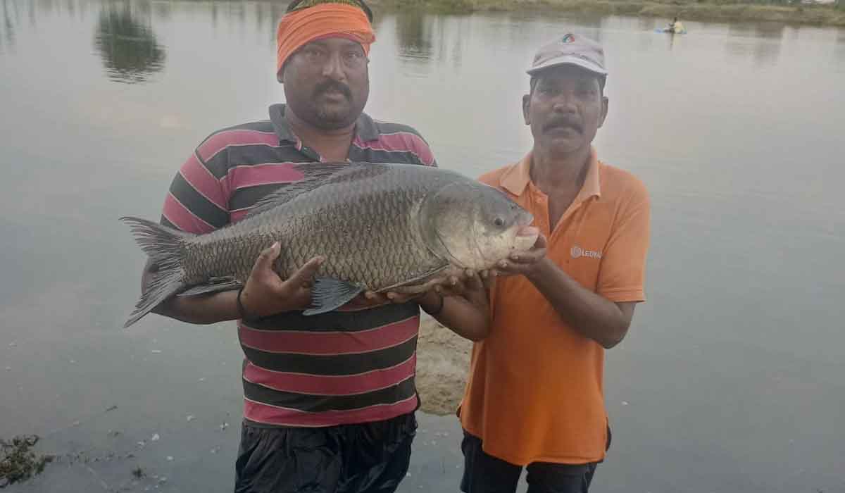 Big fish | మల్లాపూర్‌లో మత్స్యకారుల వలకు చిక్కిన 15 కిలోల భారీ చేప