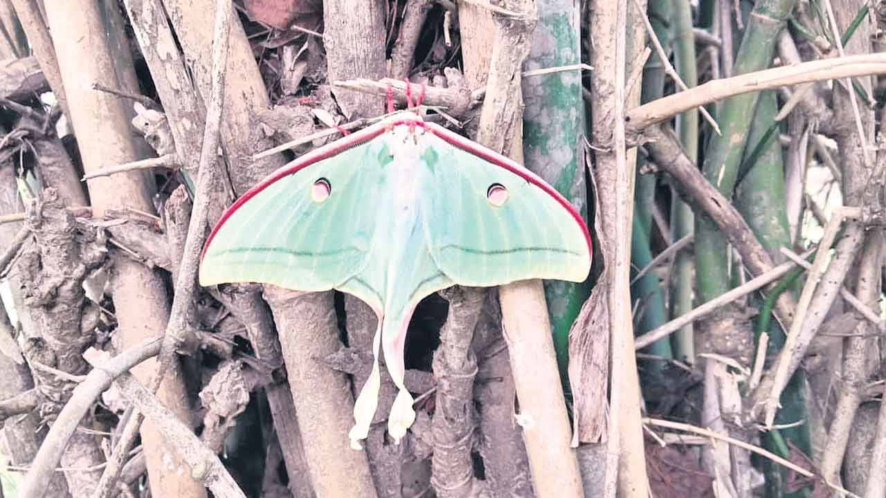 నల్లమలలో అరుదైన వర్ణప్రాణి