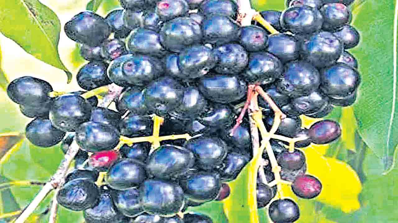 నేరేడు విరగ కాస్తే కరువు తప్పదా?