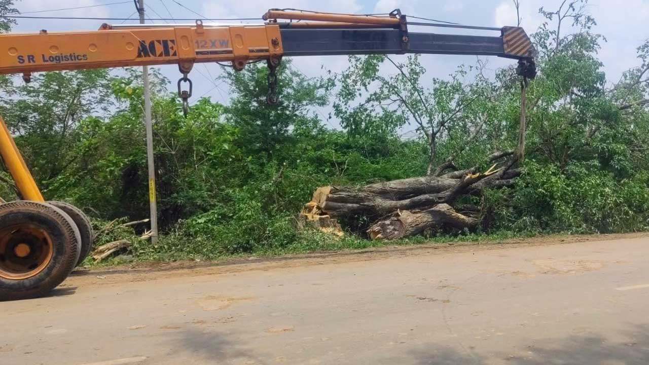 సీఎం సభ కోసం 30 ఏళ్ల వృక్షాలు నేలమట్టం