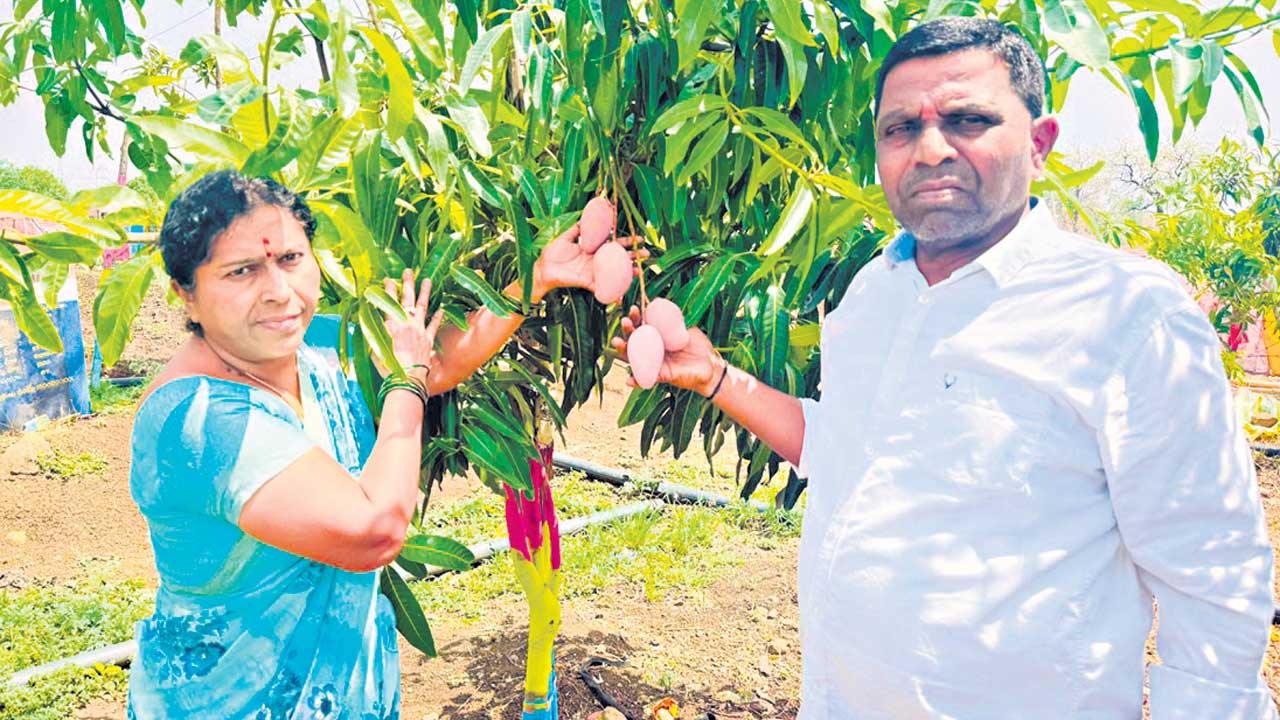 జపాన్‌ మియాజాకి..