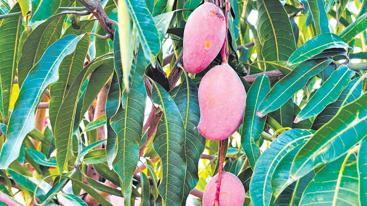 Mango2