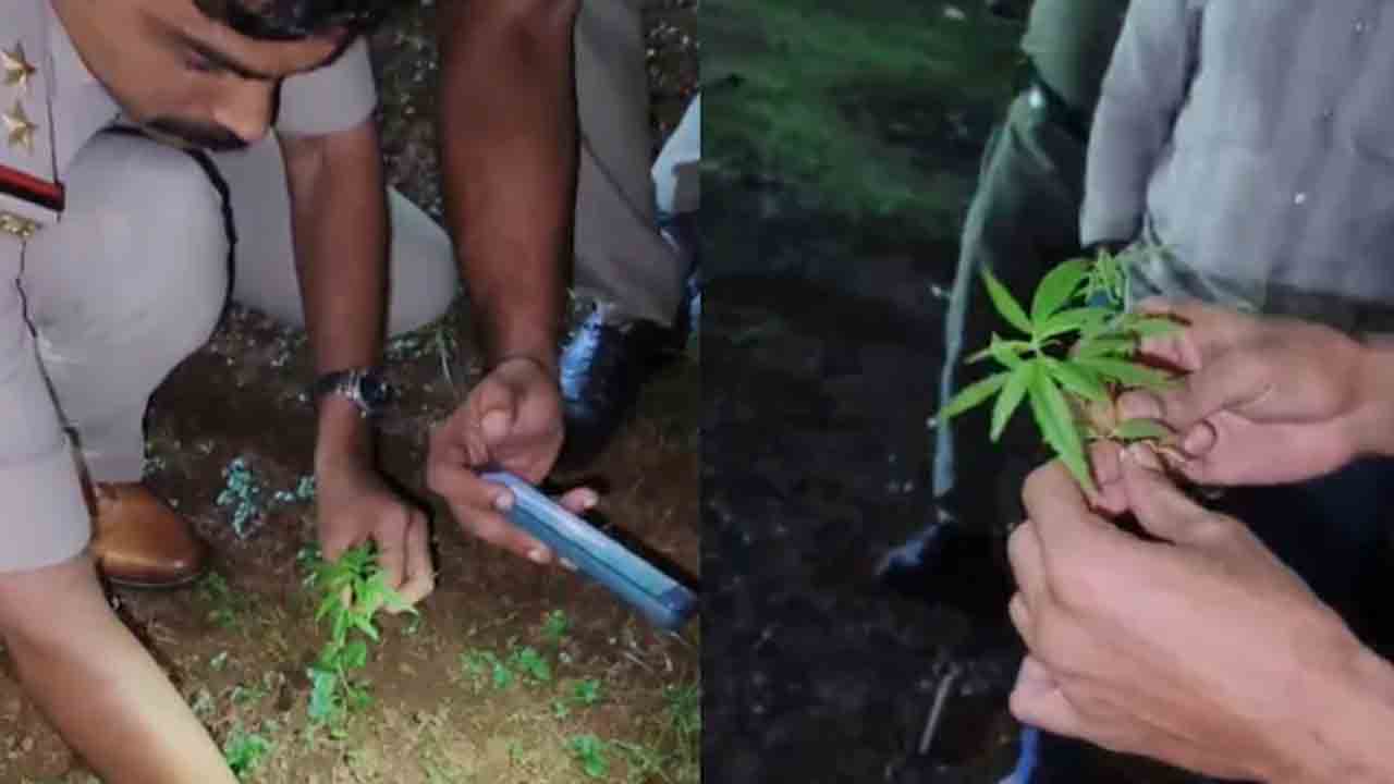 Marijuana Plants In Temple | ఆలయ ప్రాంగణంలో గంజాయి మొక్కలు.. షాకైన పోలీసులు