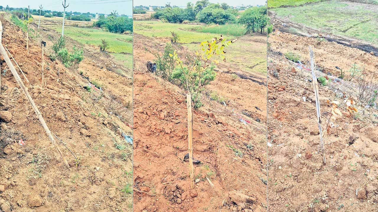 నాటారు.. సంరక్షణ మరిచారు