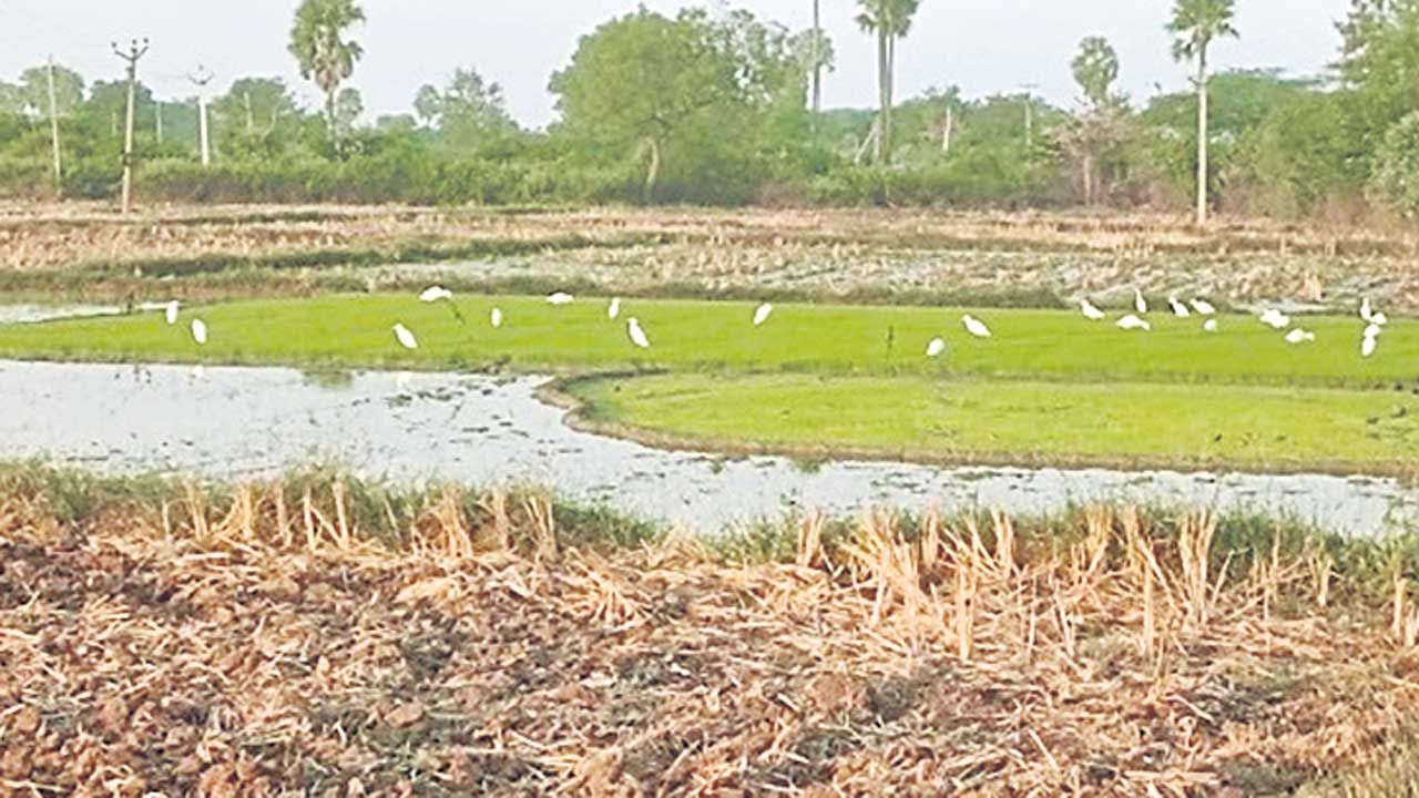 సాగు ప్రణాళిక ఏదీ?