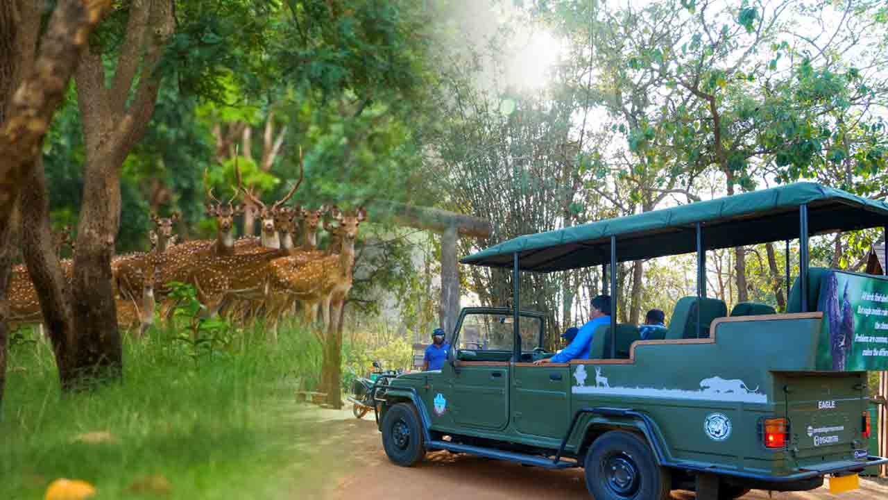 సఫారీ టూరు బ్రేక్