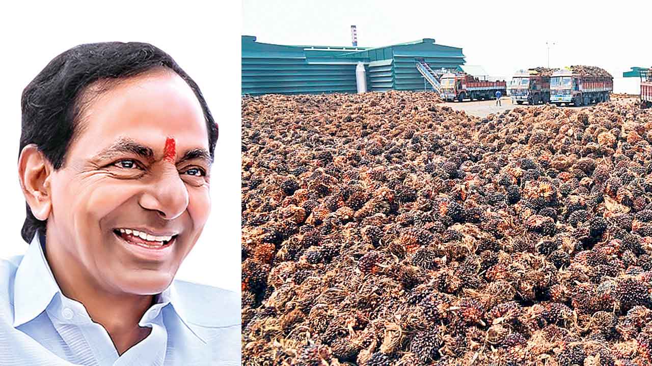 KCR | కేసీఆర్‌ సంకల్పం.. పామాయిల్‌ ఫలం!.. నర్మెట ఆయిల్‌పామ్‌ ఫ్యాక్టరీతో సిరుల పంట