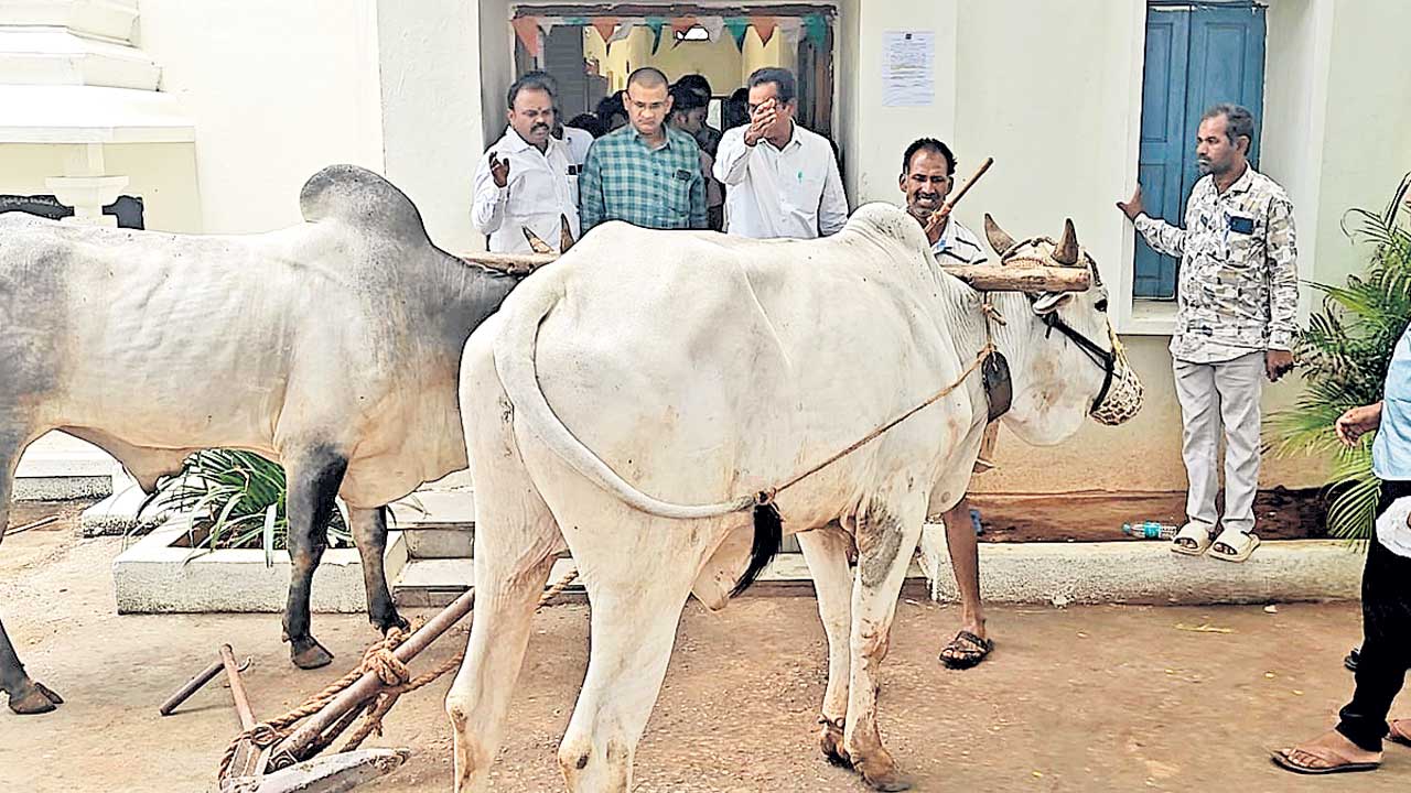 కాడెద్దులతో రైతన్న వినూత్న నిరసన