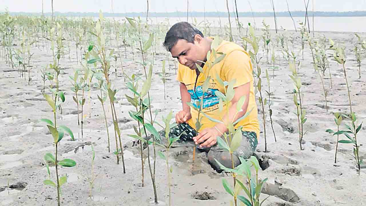 సుందర్‌బన్‌లో హరిత సోయగం!