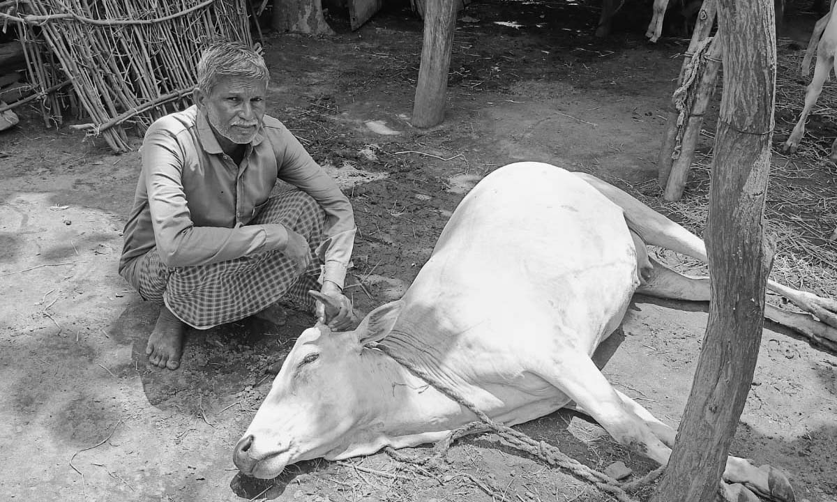 Tandur | పిడుగుపాటుతో పాడి ఆవు మృతి