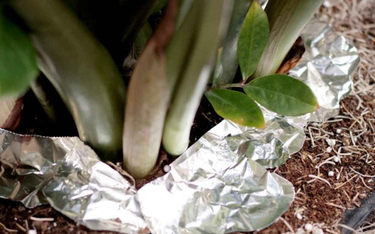Aluminium Foil | ఇళ్ల‌లో వాడే అల్యూమినియం ఫాయిల్‌తో పెర‌టి మొక్క‌ల‌కు కూడా ఎన్నో లాభాలు..