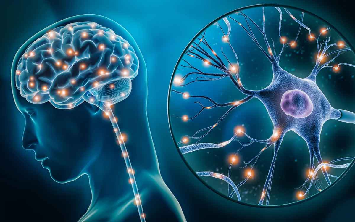 Brain Cells | మెద‌డు నాడీ క‌ణాలు స‌మ‌తుల్యంగా ఉంటేనే వృద్ధాప్యంలో ఎలాంటి స‌మ‌స్య‌లు రావు.. సైంటిస్టుల అధ్య‌య‌నం..