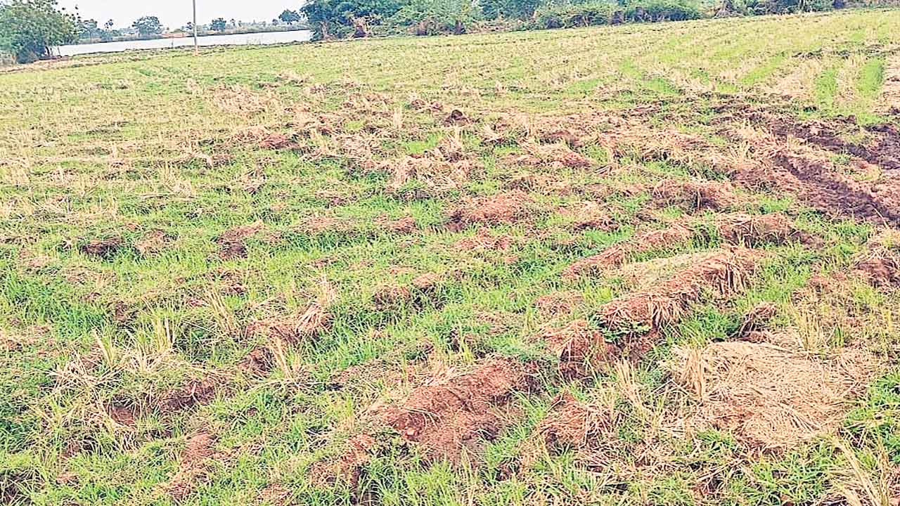 కానరాని వర్షాలు..కనిపిస్తున్న కరువు ఛాయలు