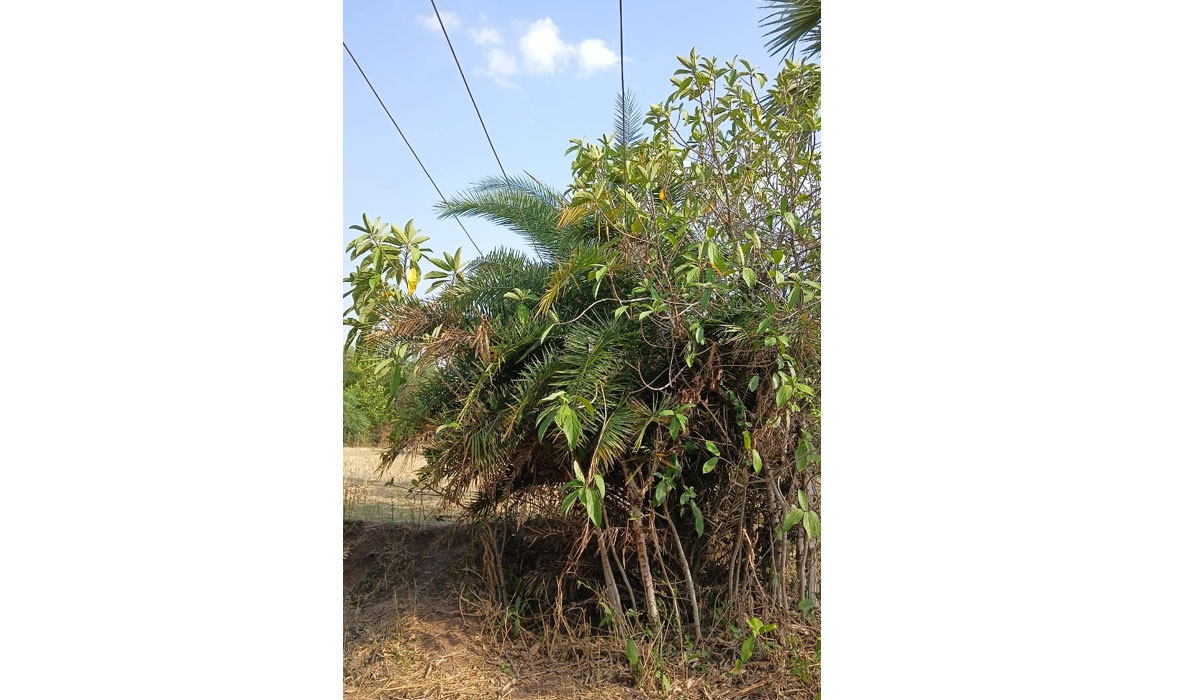 Electricity Department | విద్యుత్‌ శాఖలో అంతులేని నిర్లక్ష్యం.. ప్రమాదాలకు ఆహ్వానం