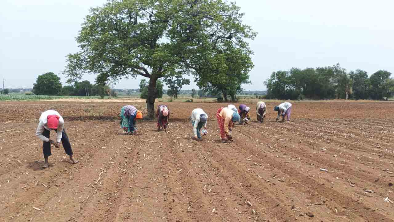 Farmers Cultivation