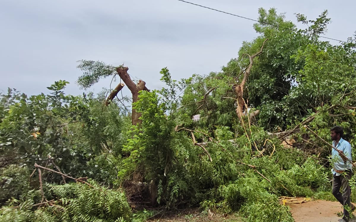 ఓ వైపు వన మహోత్సవం.. మరోవైపు వృక్షాల నరికివేత