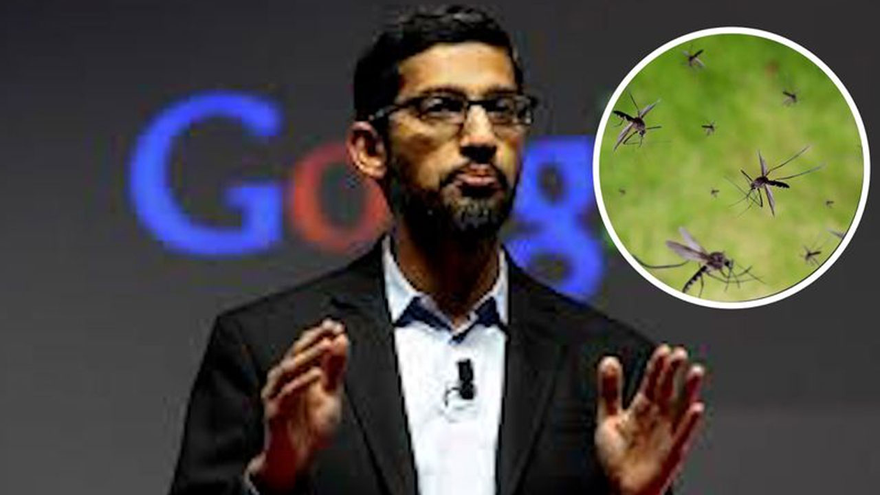 Google Mosquitoes: దోమలతో గూగుల్ వినూత్న ప్ర‌యోగం.. అమెరికాలో 6.4 కోట్ల బ‌యో దోమ‌లు రిలీజ్