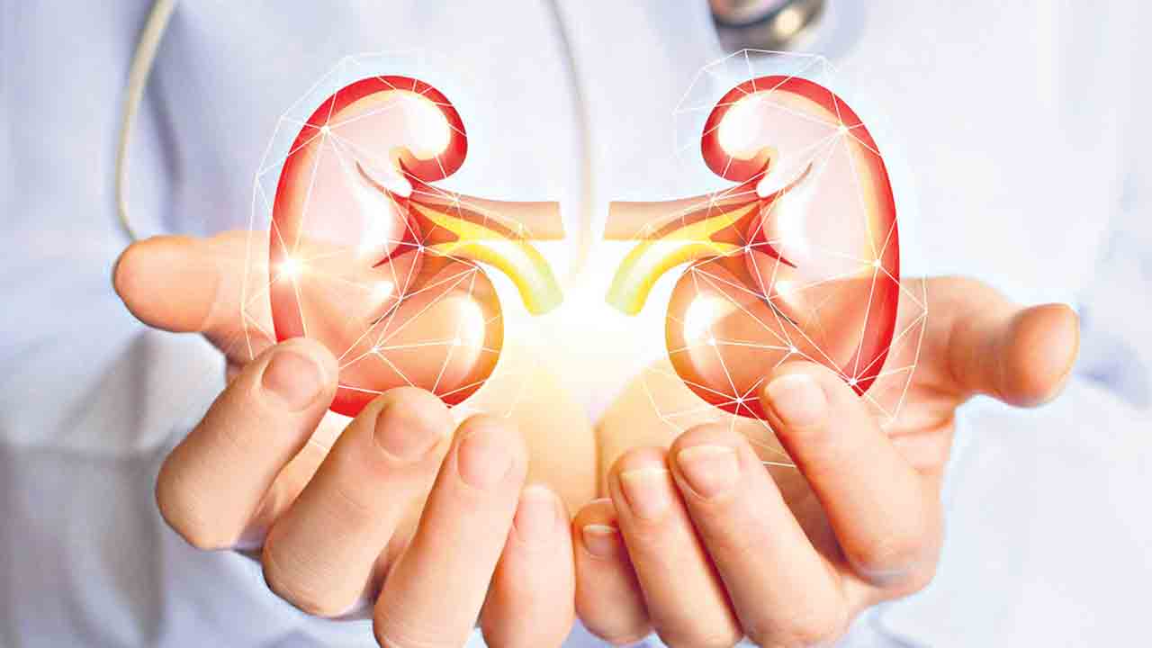 Kidney 3