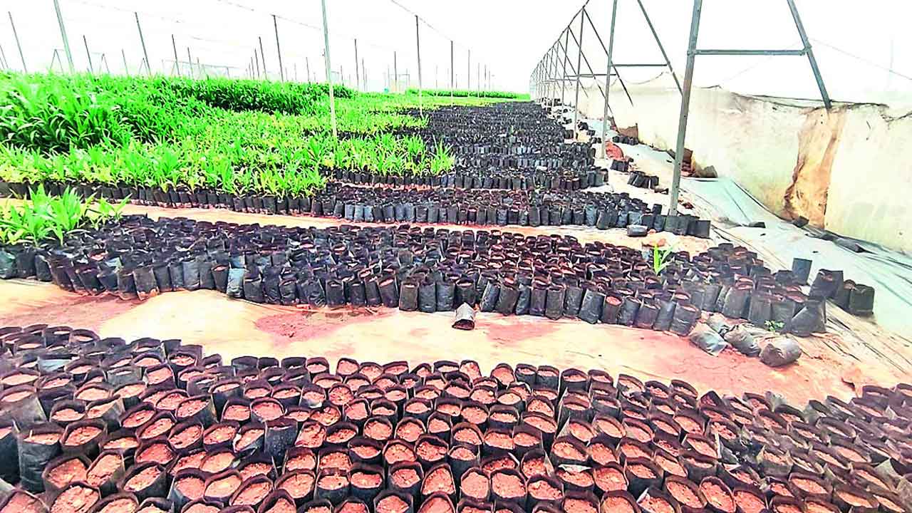 ఆయిల్‌ పామ్‌ నర్సరీలో భారీ అవకతవకలు