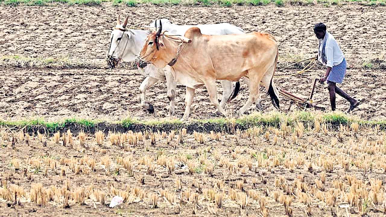 Congress | వానకాలంపై కాంగ్రెస్‌ సర్కార్‌ కొర్రీలు.. బోనస్‌ ఎగ్గొట్టేందుకు మరోసారి కుట్ర?