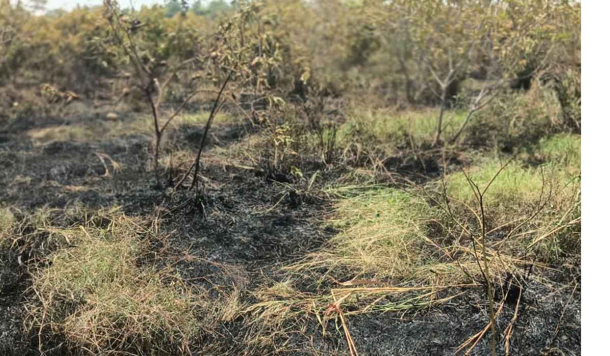 Pegadapally | విద్యుత్ షార్ట్ సర్క్యూట్ తో నంచర్లలో జామ తోట దగ్ధం