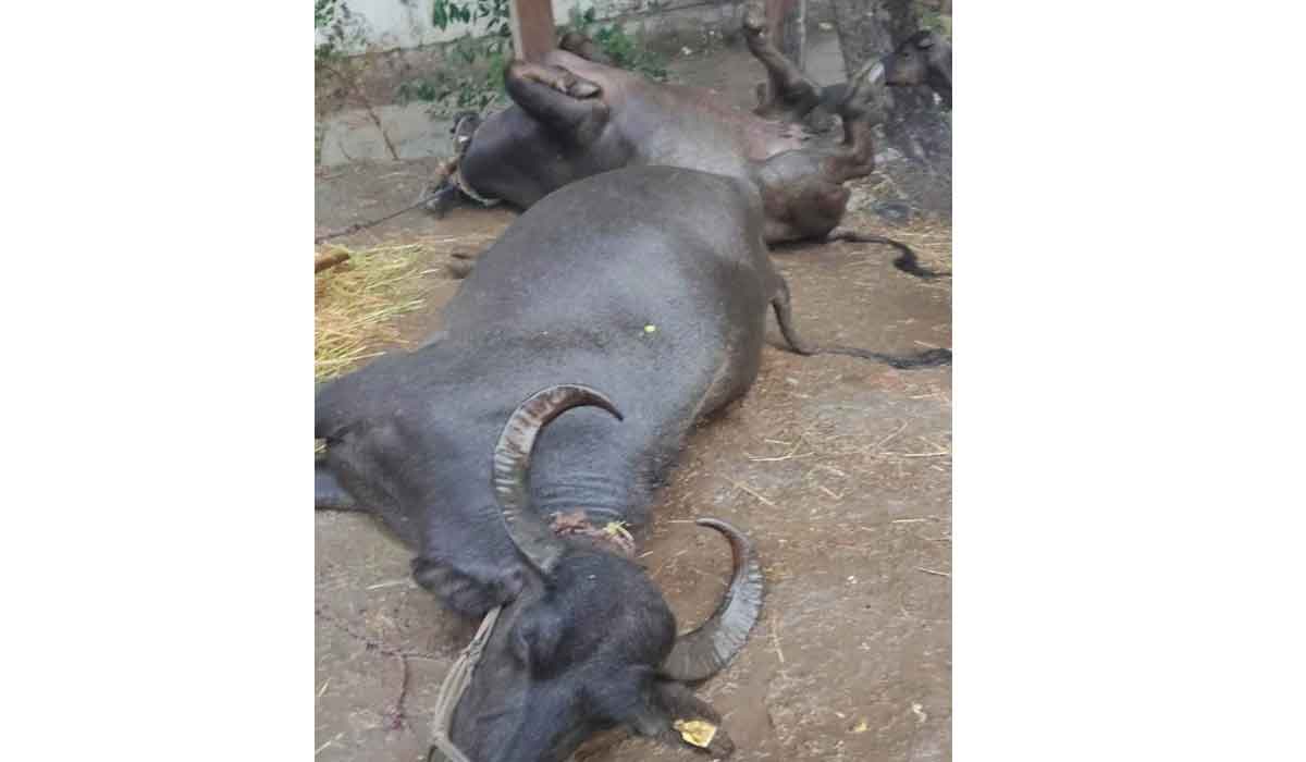 Kotagiri | టాక్లి లో పిడుగు పడి రెండు గేదెలు మృతి