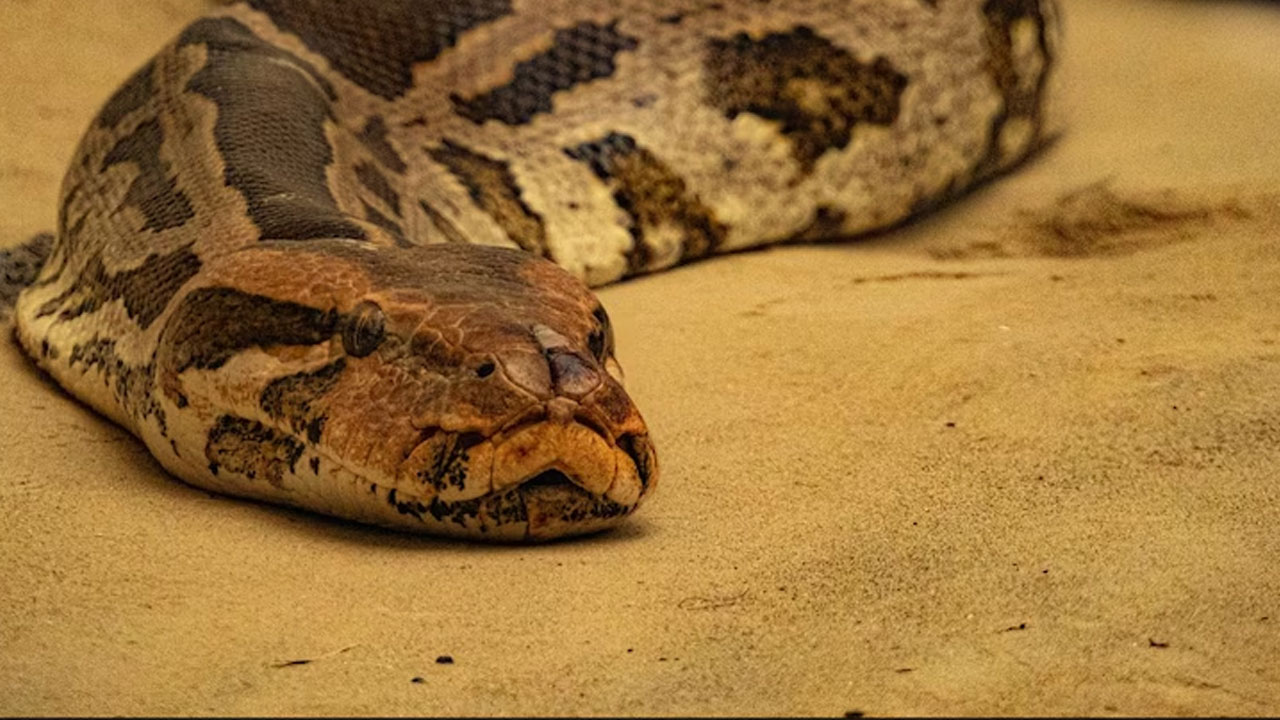 Pythons: పైథాన్ బ్రీడ‌ర్‌ను ప‌ట్టించిన క‌రెంటు బిల్లు.. 300కు పైగా కొండ‌చిలువ‌లు స్వాధీనం