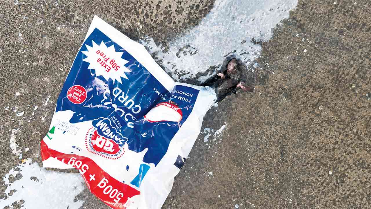 Rat in Curd Packet | పెరుగు ప్యాకెట్‌లో చనిపోయిన ఎలుక.. వరంగల్‌లో కలకలం
