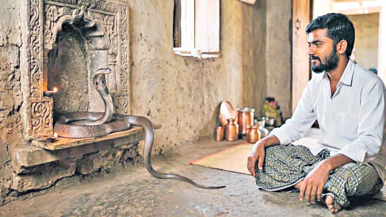 సర్పాలతో సావాసం
