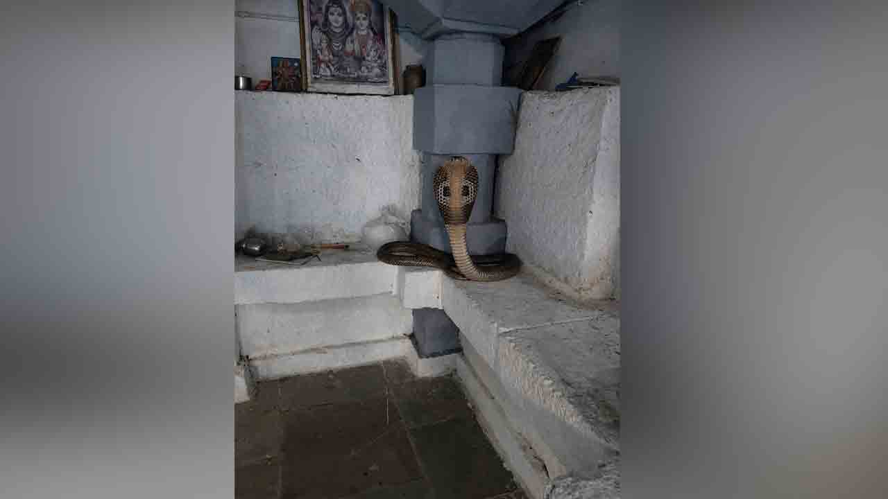 Snake | వెంకటాపురం శివగుండేశ్వర ఆలయంలో ప్రత్యక్షమైన నాగుపాము..!
