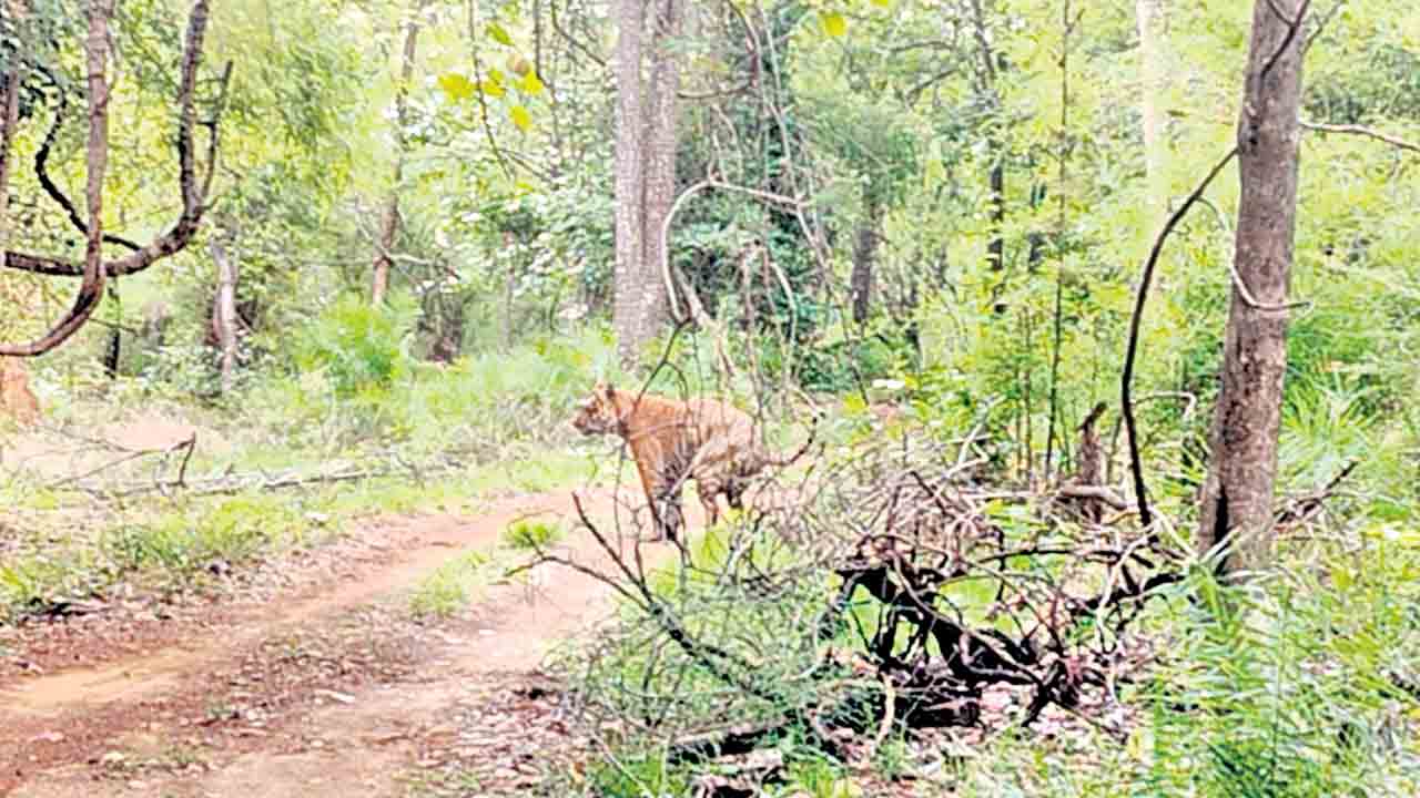 సఫారీ యాత్రికులకు కనిపించిన పులి